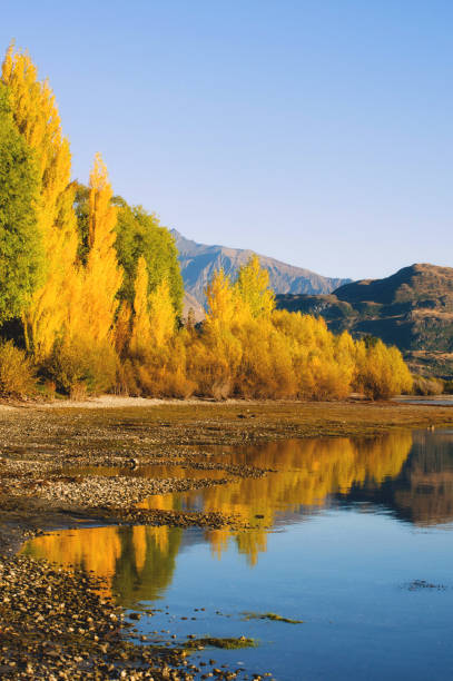 Autumn yellow leaf poplar trees near the shoreline of Glendhu Bay, Lake Wanaka